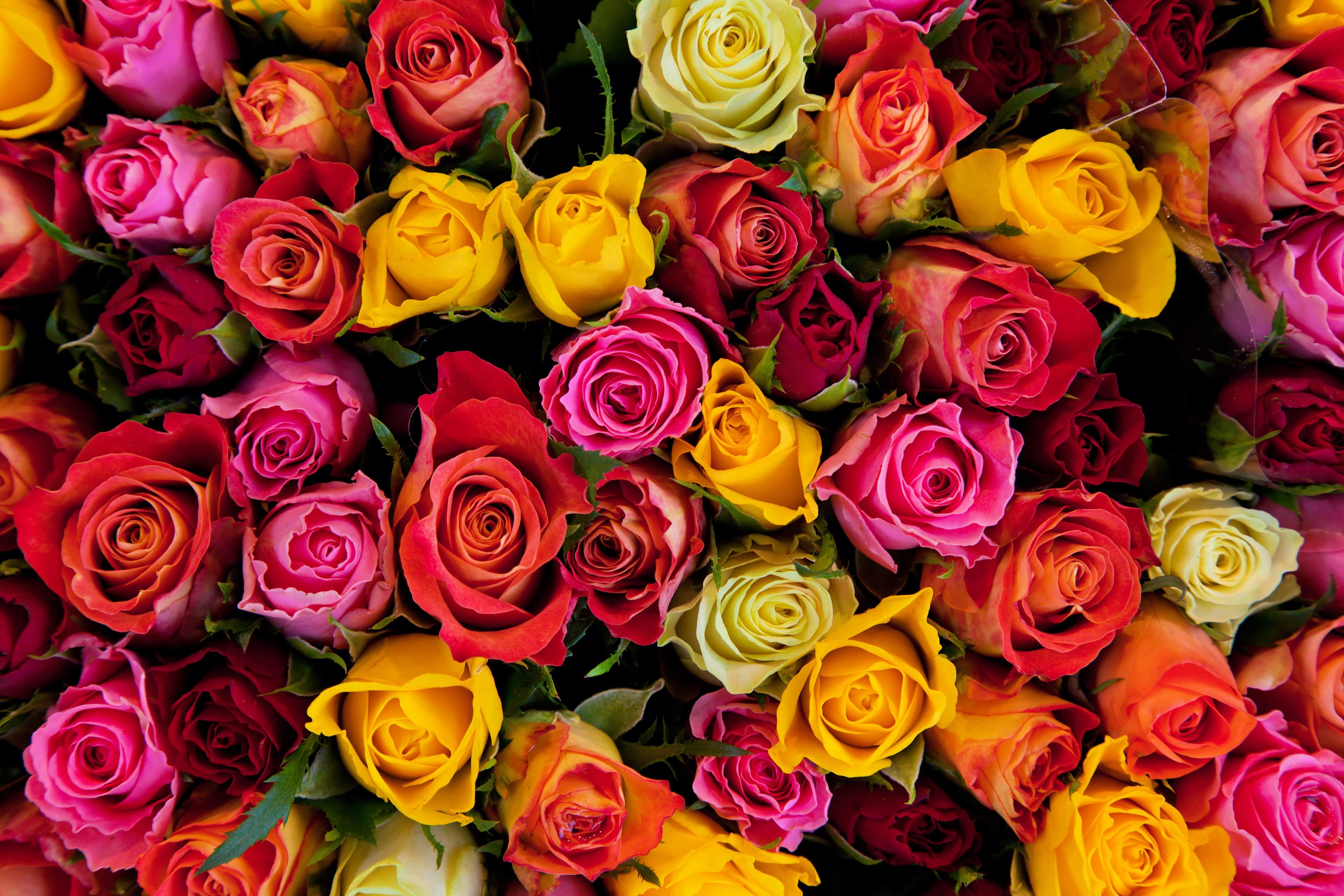 LATAM Cargo Sees 16% Increase in Flower Shipments Compared to Last Valentine’s Day