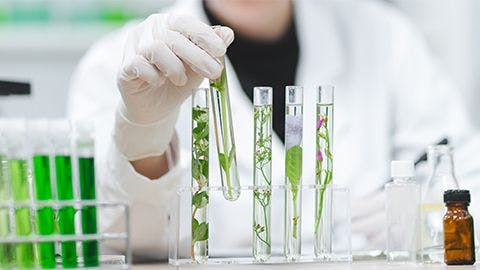 Advances in Plant-Made Vaccine Technology